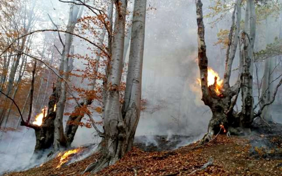 Incendiu în pădurea de pe Valea Cernei                                                                       Foto: ISU Gorj