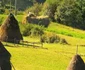 calatoreste verde