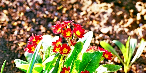 florbr