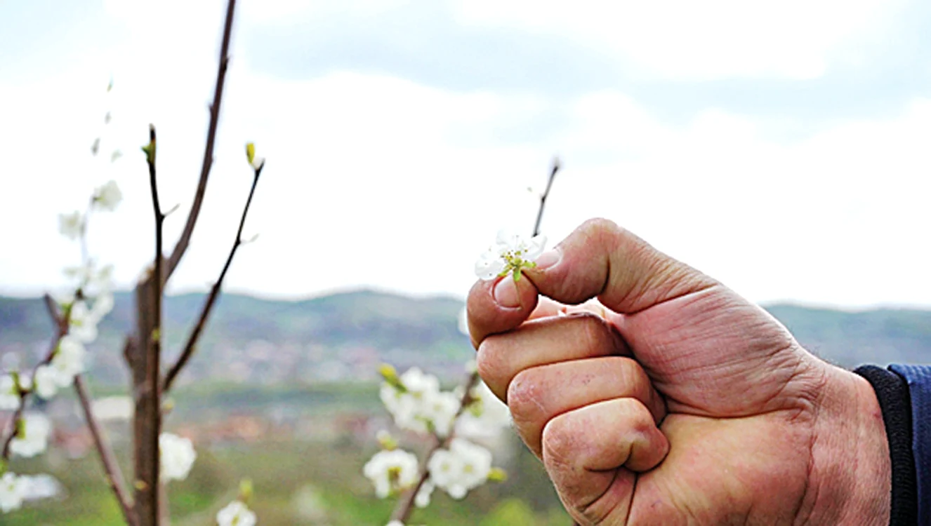 Florile abia deschise au suferit din cauza condiţiilor meteo