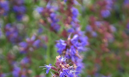 1 69653 original jpg jpeg