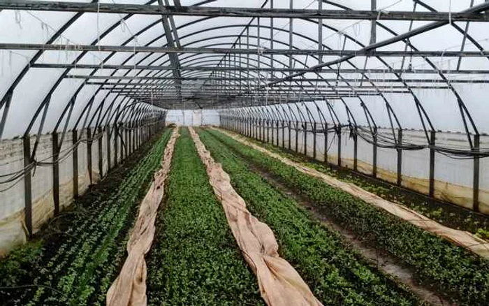 Guvernul ar urma să susţină financiar atât producerea de legume în solarii, cât şi construirea primul solar pentru cei care vor să se apuce de agricultură în spaţii protejate FOTO: Arhiva