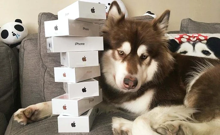 Telefoanele primite cadou costă 6.650 €