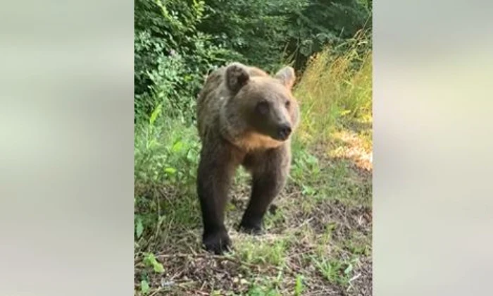 Prezenţa unui urs a fost semnalată într-o comună de lângă Târgu Jiu