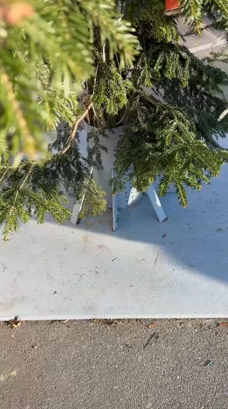 Bradul de Crăciun din Drăgășani, furat din cimitir. Familia care l-a plantat a fost șocată să-l vadă în Ajun în centrul orașului