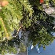 WhatsApp Video 2026 01 03 at 15 54 38 mp4 thumbnail png