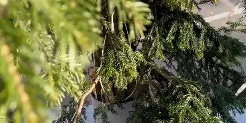 WhatsApp Video 2026 01 03 at 15 54 38 mp4 thumbnail png