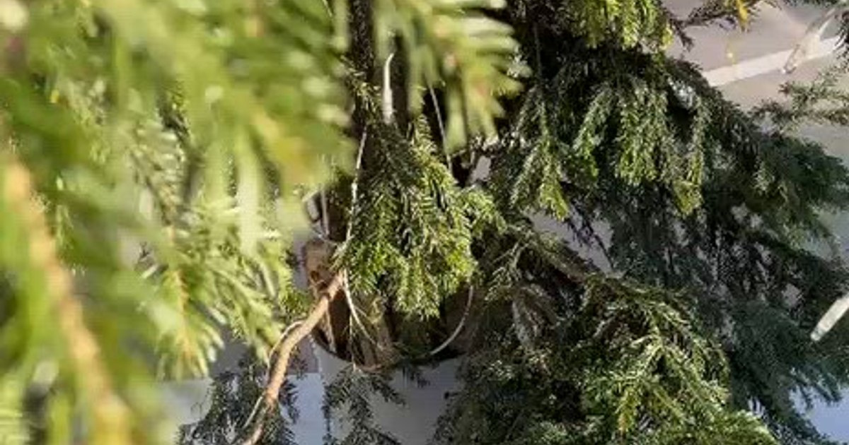Bradul de Crăciun din Drăgășani: furat din cimitir și expus în centrul orașului!
