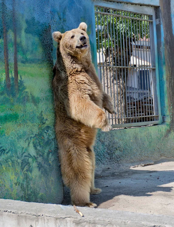 Ursul pare deranjat de privirile insistente ale vizitatorilor