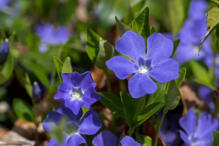 Este o plantă care rezistă ușor la frig / foto: IStock