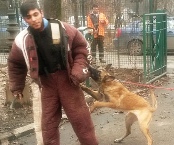 
    Căţeluşa Bella a acţionat doar la comanda stăpânului săuFoto Raluca Damian  