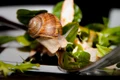 snail 600148 1280 jpg
