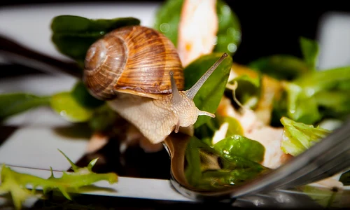 snail 600148 1280 jpg