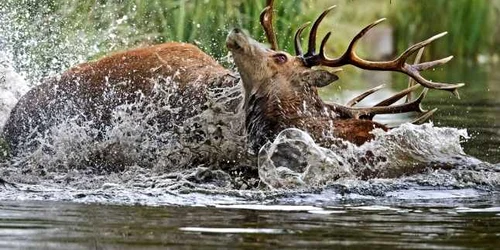 Doi cerbi prinşi în focul luptei pentru împerechere s-au luptat şi în apă nu doar pe uscat în Bushy Park Surrey Marea Britanie FOTO Mark Ollett/Photoland/Caters