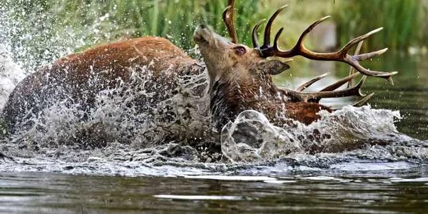 Doi cerbi prinşi în focul luptei pentru împerechere s-au luptat şi în apă nu doar pe uscat în Bushy Park Surrey Marea Britanie FOTO Mark Ollett/Photoland/Caters