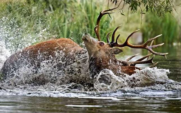 Documentare cu animale sălbatice interesante în seara aceasta la TV