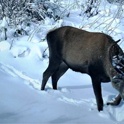 Cerb carpatin FB Regia Nationala a Padurilor   Romsilva jpg