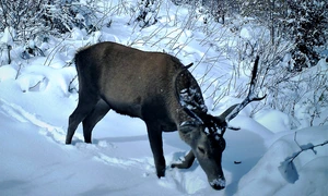 Cerb carpatin FB Regia Nationala a Padurilor   Romsilva jpg