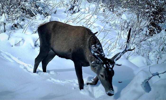 Inconștiența unui vizitator a ucis un cerb carpatin la Zoo Târgu Mureș. Animalul a murit în chinuri după ce a înghițit o mănușă de piele