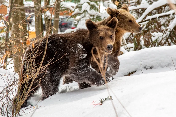 ursi sinaia foto marian negotei 