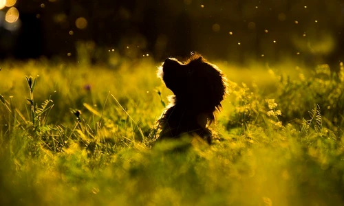 1 grass 3206938 640 jpg jpeg