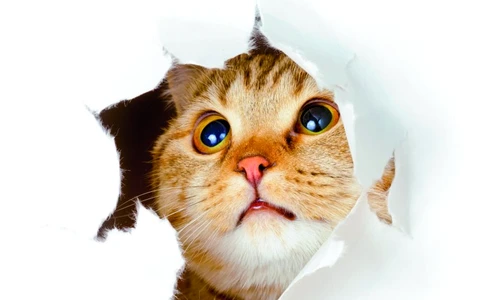 1 51310 original jpg jpeg