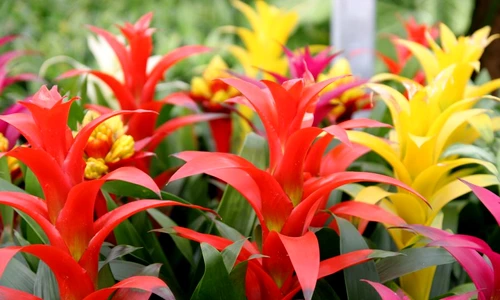 guzmania îngrijire jpeg