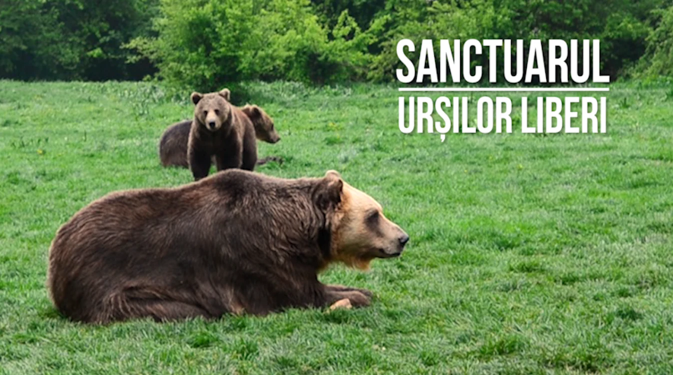 Peste 100 de urşi trăiesc fericiţi la Sanctuarul Libearty din Zărneşti, după ce au fost eliberaţi din captivitate