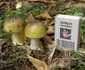 Amanita phalloides Foto Wikipedia (3) jpg