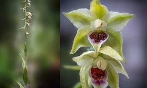 orhideea de bucegi FOTO sor ro png