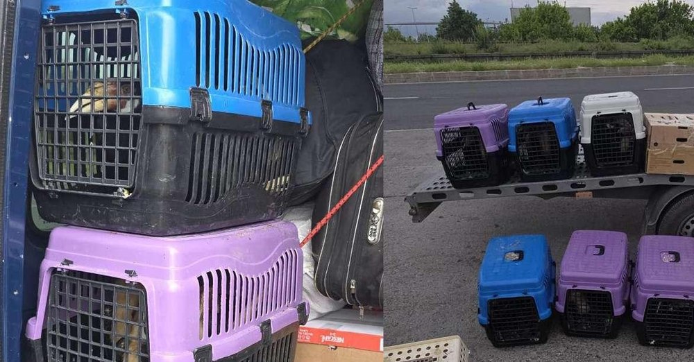 Încărcătură neobișnuită la frontiera României: 47 de păsări exotice transportate ilegal din Bulgaria