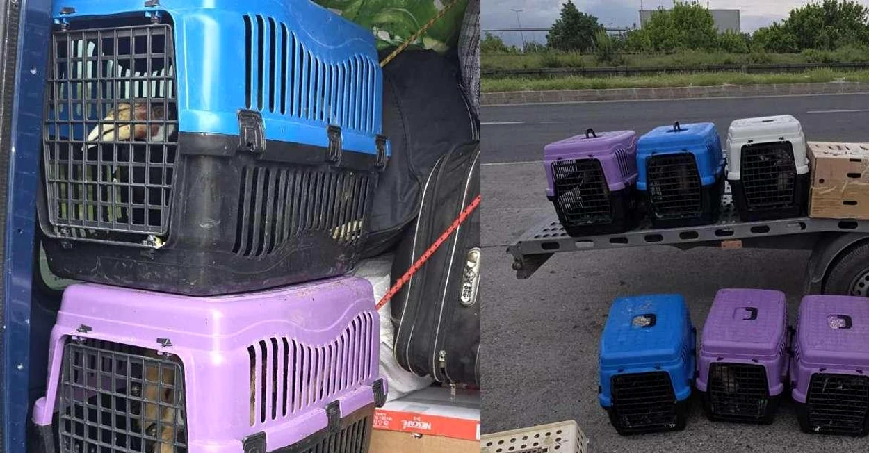 Pasările găsite în microbuz, la control FOTO: Poliția de Frontieră