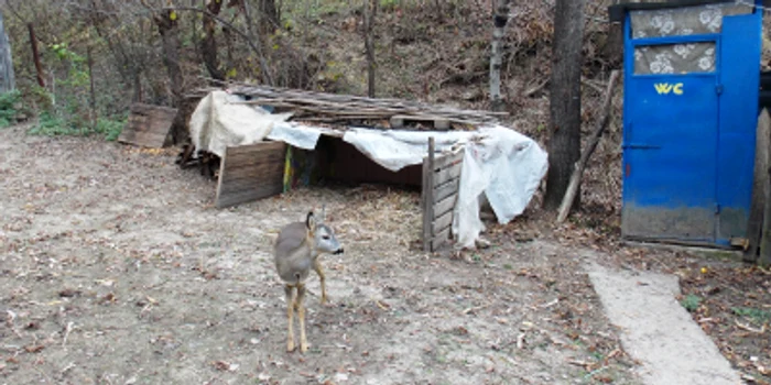 Puiul de căprioară a fost readus în habitatul său. ARHIVĂ.