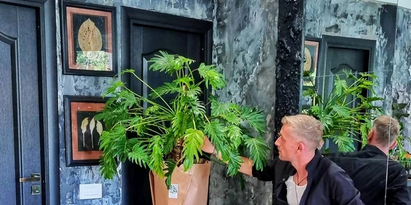 Hotel plante