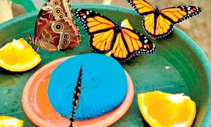 În total, 300 de fluturi  zboară liberi la casa din Praid jpeg