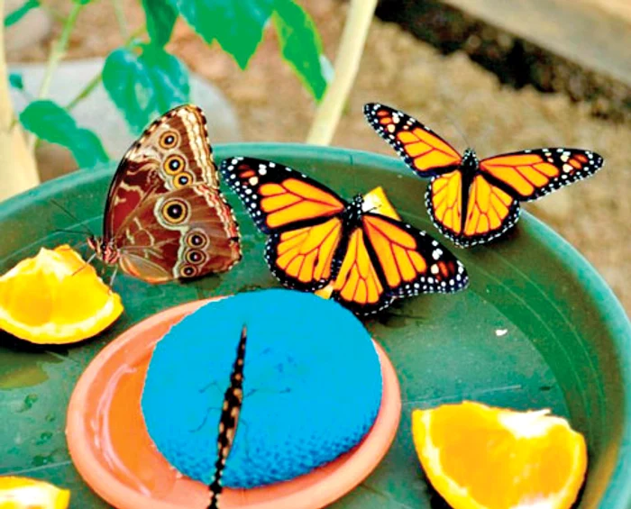 În total, 300 de fluturi zboară liberi la casa din Praid