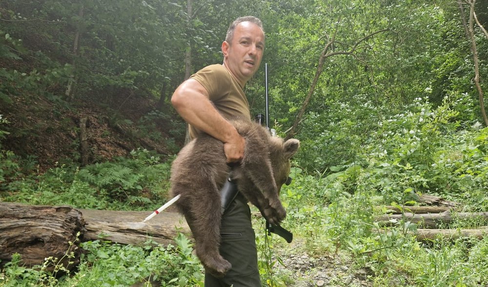 Unul dintre cei trei pui de urs orfani de pe Transfăgărășan a fost găsit în viață. Căutările continuă