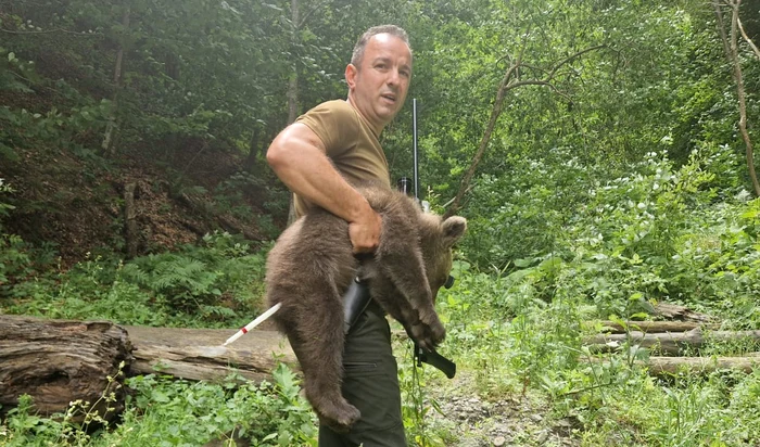 Primul dintre cei trei pui de urs de pe Transfăgărășan a fost găsit în viață FOTO: Facebook