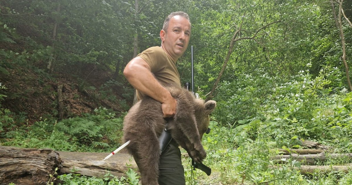 Unul dintre cei trei pui de urs orfani de pe Transfăgărășan a fost găsit în viață. Căutările continuă