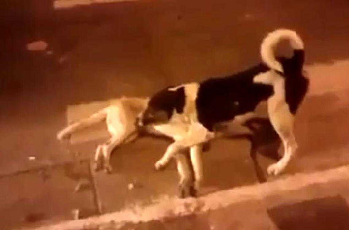 
    Patrupedul încearcă să îl tragă pe prietenul său pe trotuar, dar nu reuşeşteFoto: Captură Youtube  