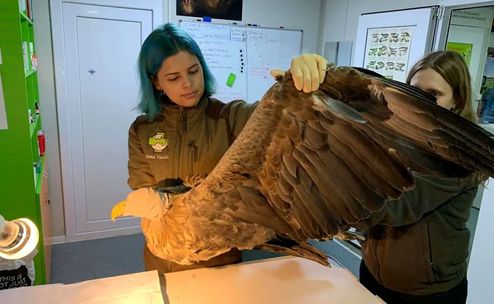 
    Codalbul a ajuns la veterinar și acum se află în proces de recuperare, iar după vindecare va fi eliberat  