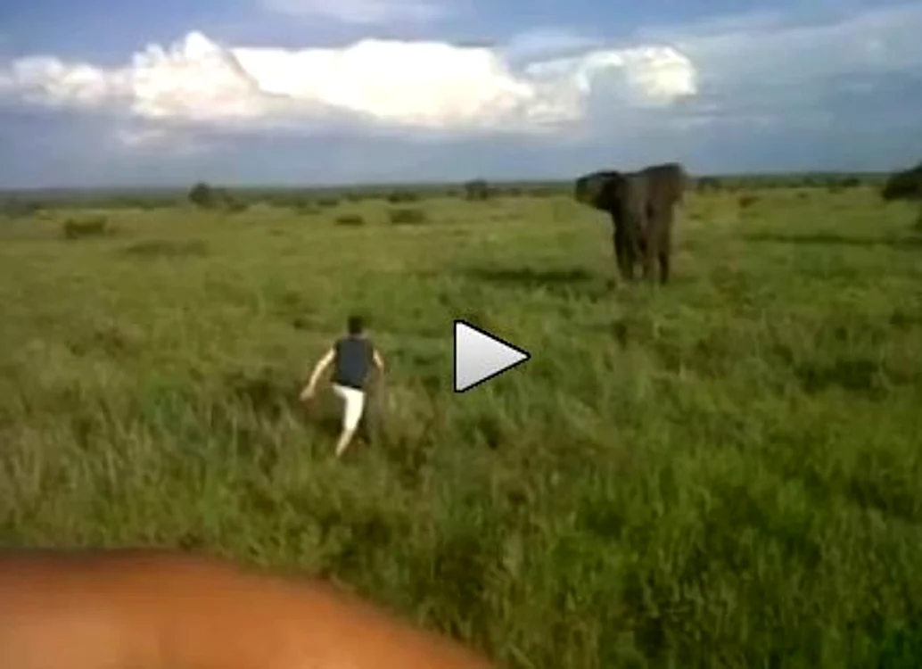 Elefant video