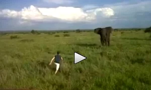 Elefant video jpeg