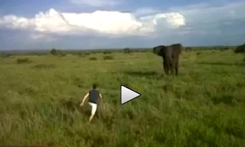 Elefant video jpeg