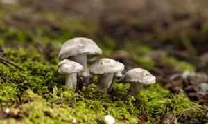 ciuperci freepik jpg