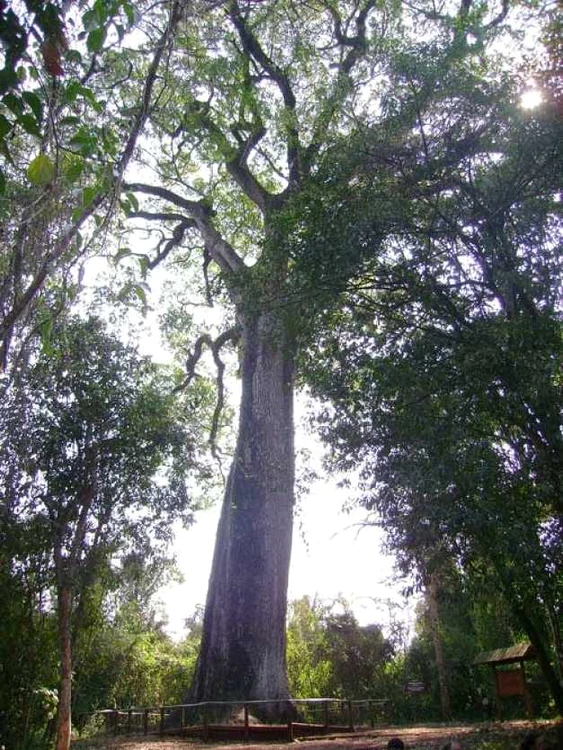Patriarca da Floresta