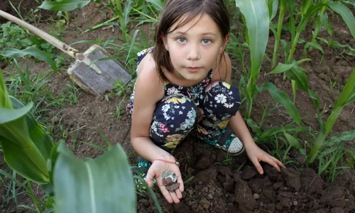 Tezaur medieval, descoperit în  Bistrița Năsăud jpeg