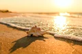 Marea Neagra FOTO Shutterstock jpg