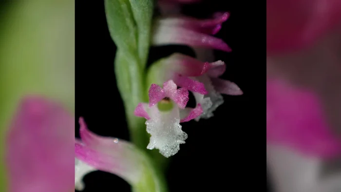 Florile pot fi pot fi albe, roz, violete sau galbene FOTO CNN/ Masayuki Ishibash