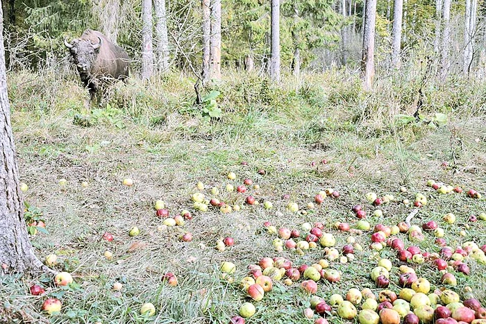 Zimbrii se dau  în vânt după mere